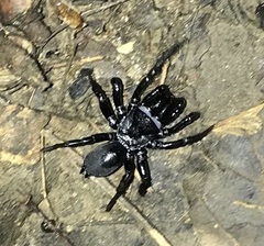 Sphodros niger