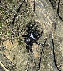 Sphodros niger
