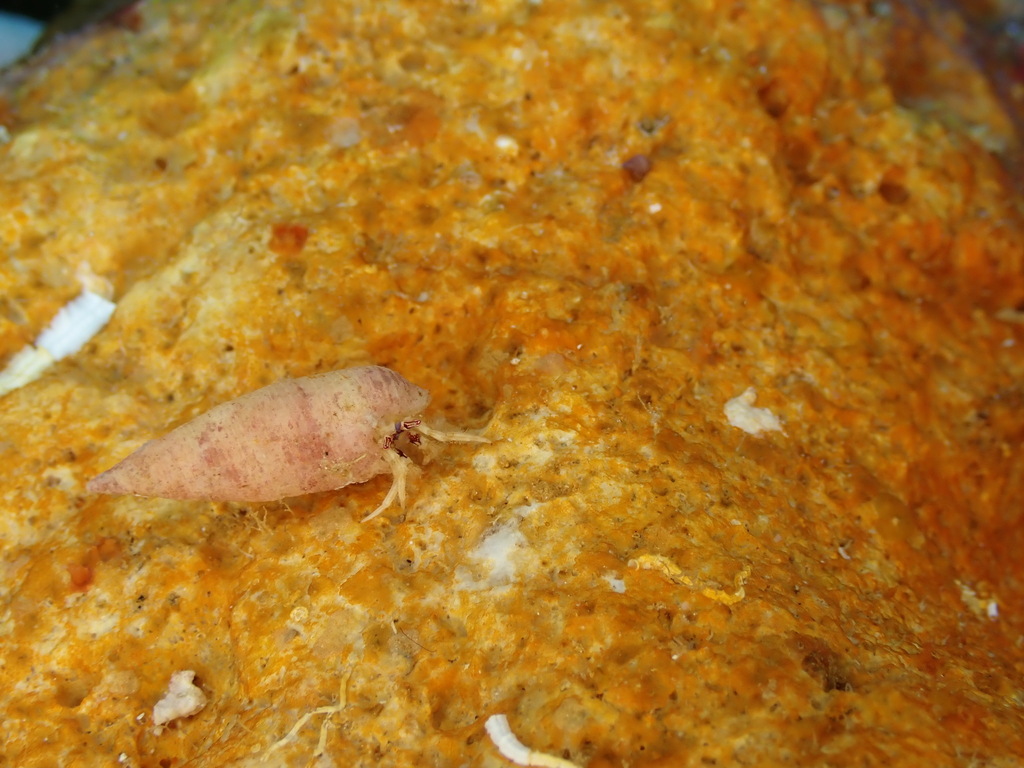 Pseudopaguristes monoporus