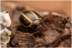 Desmogramma