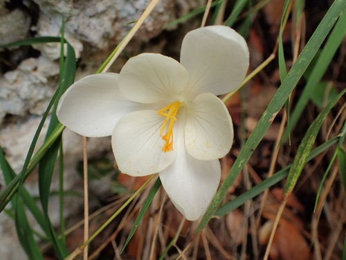Crocus goulimyi, photograph 2