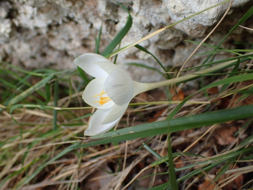 Crocus goulimyi, photograph 3