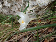 Crocus goulimyi, photograph (c) Katerina Kalogerini, some rights reserved (CC BY)
