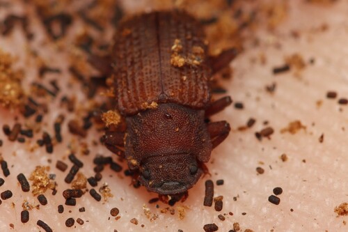 Bolitophagus reticulatus, Rozendaal, Nederland, photo 6 of 10