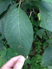Verbenaceae