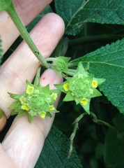Verbenaceae