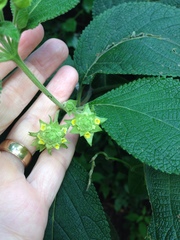 Verbenaceae