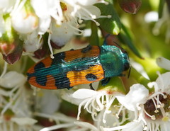 Castiarina scalaris