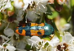 Castiarina scalaris