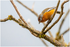 Microspingus erythrophrys