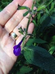 Salvia mexicana