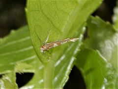 Pyroderces apparitella
