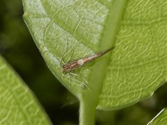 Pyroderces apparitella