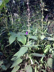 Salvia mexicana