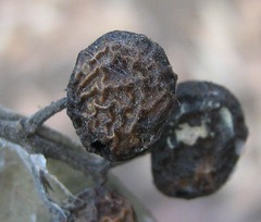 Ozoroa paniculosa