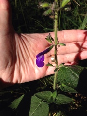 Salvia mexicana
