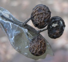 Ozoroa paniculosa