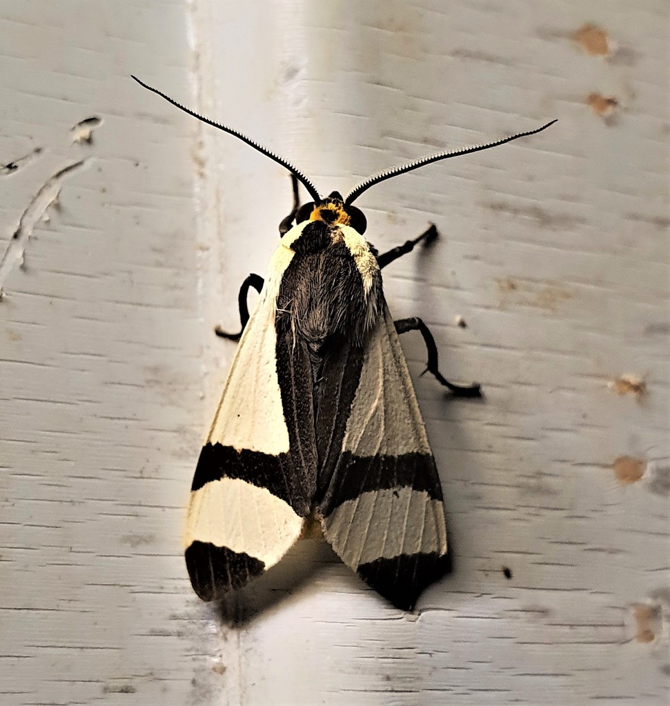 Pryteria alboatra