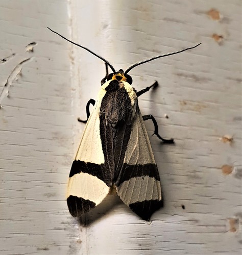 Pryteria alboatra