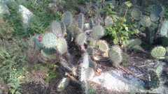 Opuntia lagunae