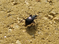 Scaphinotus striatopunctatus