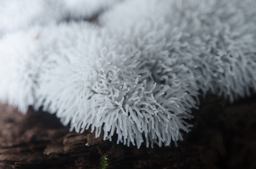 Common Coral Slime