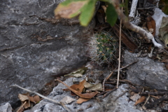 Escobaria dasyacantha