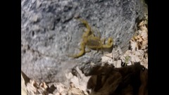 Centruroides exilicauda