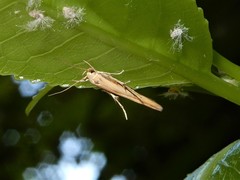 Stathmopoda skelloni