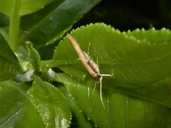 Stathmopoda skelloni