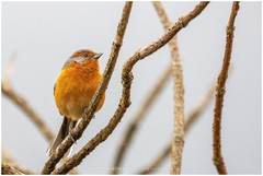 Microspingus erythrophrys