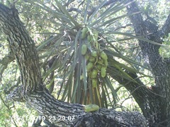 Yucca capensis