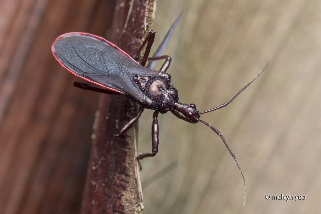 Neoscadra schultheissi