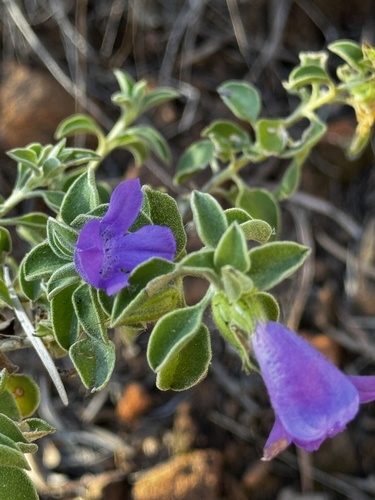 Eremophila obovata