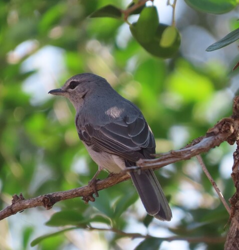Ashy Flycatcher (Fraseria caerulescens), photo 6