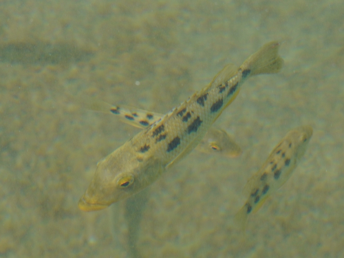 Fossorochromis rostratus