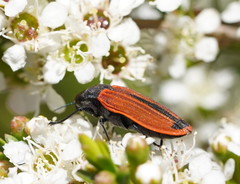 Castiarina erythroptera