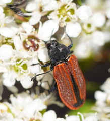 Castiarina erythroptera
