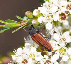 Castiarina erythroptera