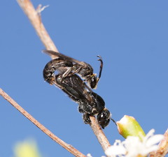 Euryglossa ephippiata
