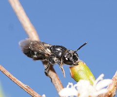Euryglossa ephippiata