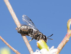 Euryglossa ephippiata
