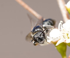 Euryglossa ephippiata