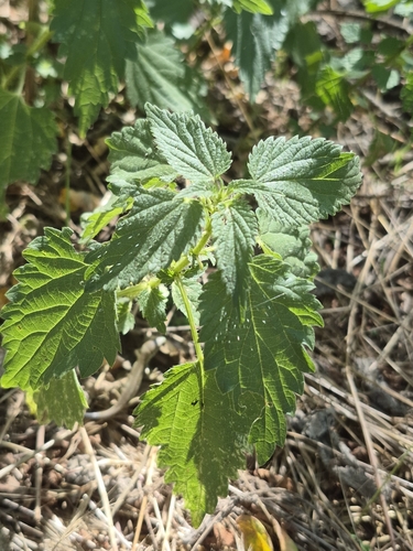great stinging nettle