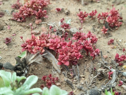Crassula phascoides