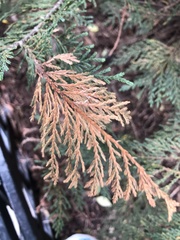 Pestalotiopsis funerea