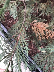 Pestalotiopsis funerea