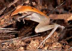 Pristimantis peruvianus