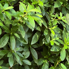 Rhododendron × pulchrum, photograph (c) Liem Malarney, some rights reserved (CC BY)