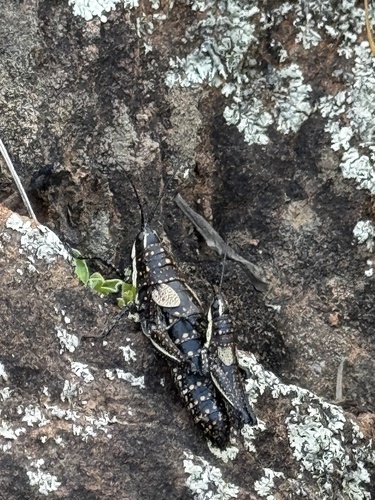 Blistered Pyrgomorph